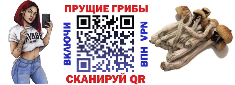 Псилоцибиновые грибы Psilocybine cubensis  Железноводск 